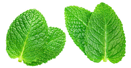 Flying Mint leaves isolated. Fresh Mentha, melissa leaf&nbsp;on white background. Mint  leaves levitating