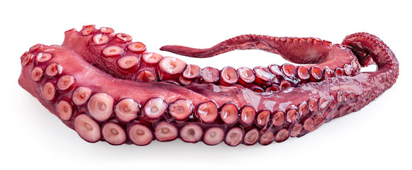 Octopus tentacle isolated over white background. Octopus's arm with Octopus suckers closeup.  Package design element