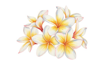 Fototapeta premium Watercolor Plumeria Flowers Isolated on Transparent Background Tropical Floral Illustration. Plumeria Flower Blossoms PNG.