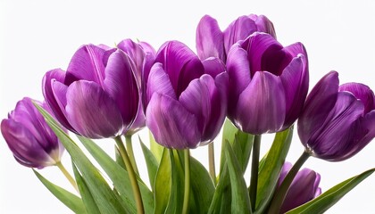 Fototapeta premium Vibrant Purple Tulips In Full Bloom Against White Background