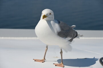 Obraz premium Möwe 4