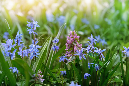 Beautiful nature background with blue snowdrop flowers growth in garden close up. blue flowers of Scilla siberica - first early spring perennial primroses. gentle nature image. spring floral landscape