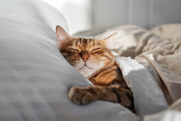Sleeping cat under blanket