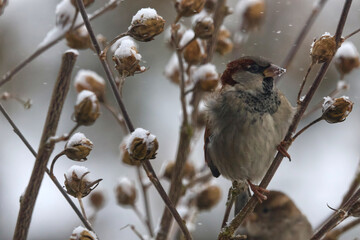 Obraz premium Male House Sparrow (Passer domesticus) Fluffed Up Against Cold Sitting on Branch with Snow Covered Seed Pods, Falling Snowflakes Winter Wildlife