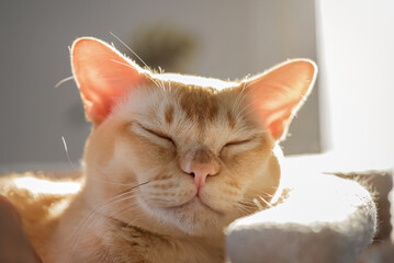 Sleeping burmese cat portrait