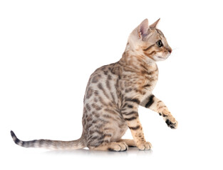 bengal kitten in studio © cynoclub