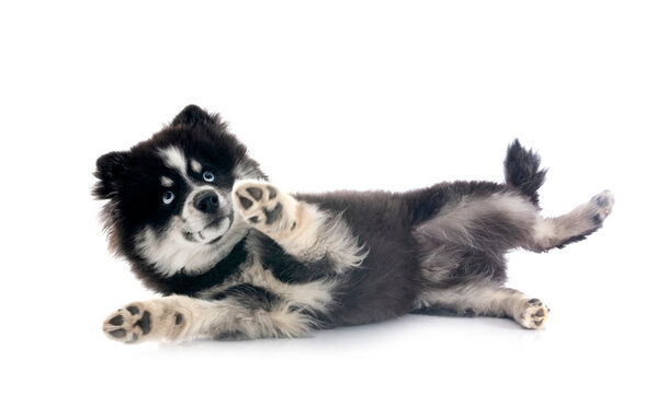 Pomsky in studio