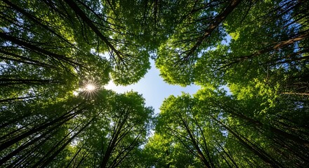Tall trees with green leaves reaching towards bright sky in forest