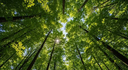 Fototapeta premium Tall trees with green leaves reaching towards bright sky in forest