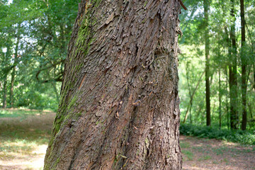 Old cracked bark texture on wooden tree trunk
