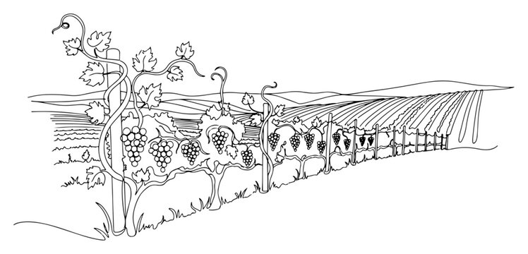 Minimalist one line drawing of a vineyard landscape with grapevines and rolling hills