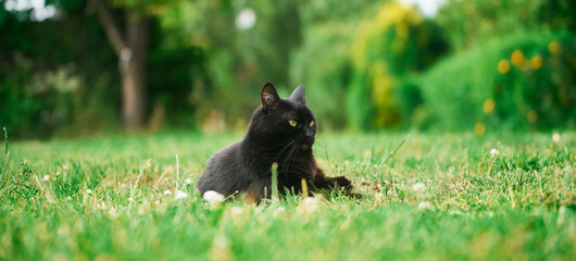 Black cat relaxing outdoors on a sunny day © AlexGo