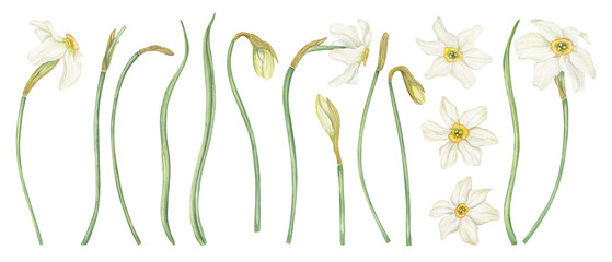 White Daffodils clip art watercolor illustration on isolated background. Hand drawn Narcissus flower in blossom, buds, green leaves set. Floral spring elements for book design, Easter greeting cards © Masha_tolk_art