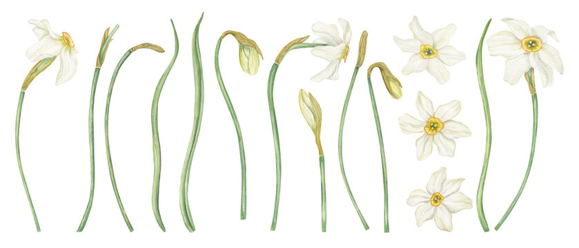 White Daffodils clip art watercolor illustration on isolated background. Hand drawn Narcissus flower in blossom, buds, green leaves set. Floral spring elements for book design, Easter greeting cards
