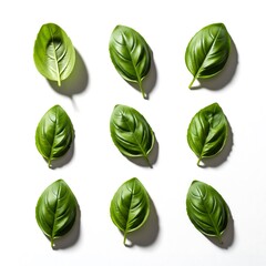 Fototapeta premium Green tropical leaf set isolated on white for design industry branding and marketing. Suitable for Sustainability and Eco-Lifestyle, Packaging and Label Design, Social Media Visuals. Ideal for brandin