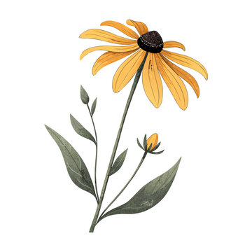 Vibrant Black Eyed Susan Wildflower Meadow Vector Illustration