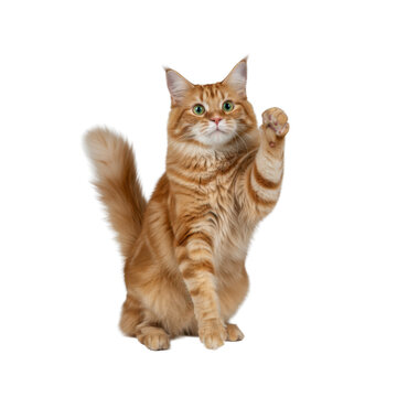 Luxurious long-haired marmalade tabby cat balanced on hind legs, forepaw reaching in a moment of curiosity on a transparent seamless studio background, playful curiosity concept