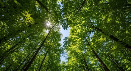 Fototapeta premium Tall trees with green leaves reaching towards bright sky in forest
