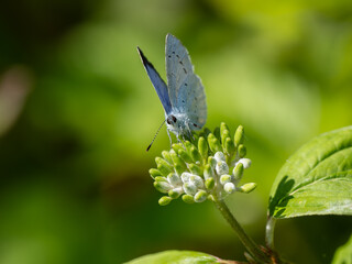Holly Blue Butterfly Egg laying on Dogwood. An Egg is Showing on the Flower.