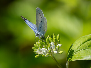 Holly Blue Butterfly Egg laying on Dogwood. An Egg is Showing on the Flower.