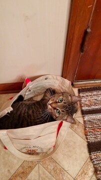 Chelsea Green Eyed Lady 
