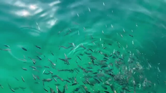 Feeding fish during a relaxed ride through Musandam Governorate, surrounded by rugged cliffs and peaceful coastal scenery.