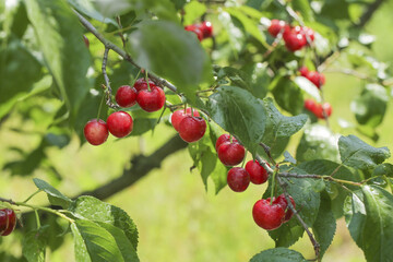 Obraz premium Fresh Red Cherries on Branch in Summer Orchard