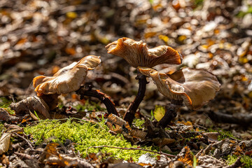 Fungi in the autumn sunshine, with a shallow depth of field