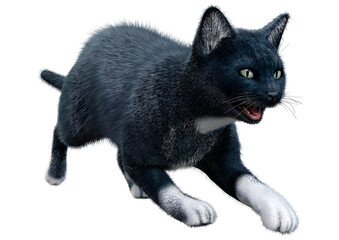3D Rendering Black Cat on White © photosvac