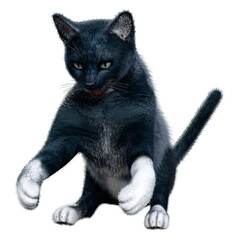 3D Rendering Black Cat on White © photosvac