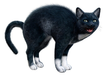 3D Rendering Black Cat on White © photosvac