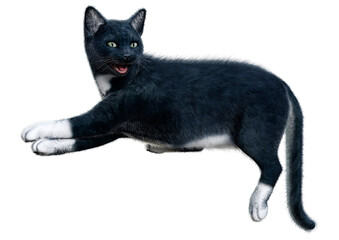 3D Rendering Black Cat on White © photosvac