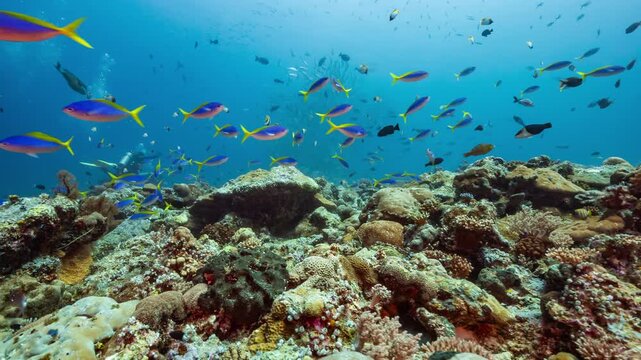Underwater shot swimming over a colourful tropical reef with corals, fish and SCUBA Divers