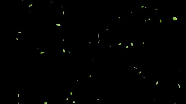 Realistic green leaf fall animation, falling green leaves on black background. natural leaves 4k loopable overlay alpha channel.