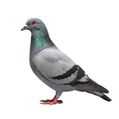 Obraz premium a hyperdetailed rock dove (pigeon), standing still in a perfect side profile view, showcasing iridescent neck feathers and anatomical accuracy against a high-key studio background. concept of