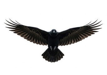 Obraz premium Majestic black crow captured in mid-flight with wings fully spread