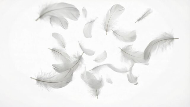 White feathers form heart shape centered on soft light gray minimal background with delicate texture and ample negative space allowing placement of text or graphic elements