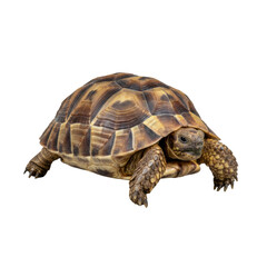 A robust land tortoise isolated on a smooth transparent studio background, featuring a detailed brown tessellated carapace and scaly skin, captured with diffused lighting and high contrast for a