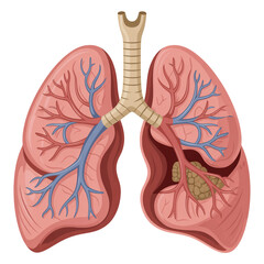 Anatomical illustration of human lungs and respiratory system. Transparent background.