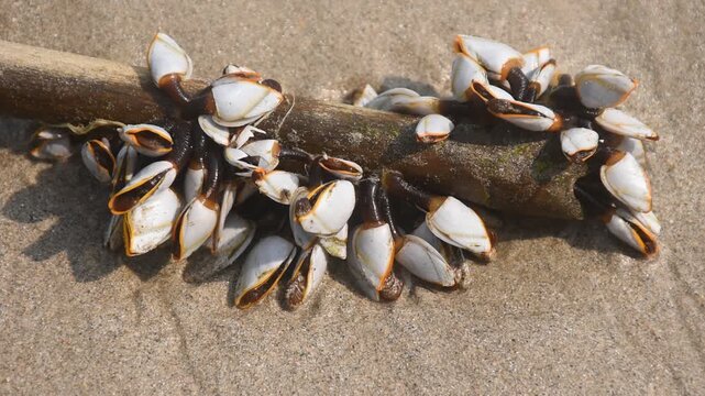 goose barnacles shellfish clinging piece of wood on beach at Khai Chet Beach travel location in Thailand   