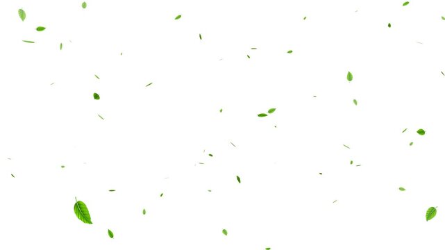 fresh green leaves falling on white background, 4k loopable overlay.  natural leaf fall transition,