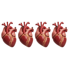 Anatomical illustration of four human heart organs in a row. Transparent background.