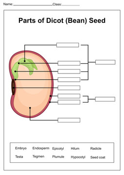 Parts of dicot bean seed labeling worksheet with diagram word bank and fill in blanks for biology students