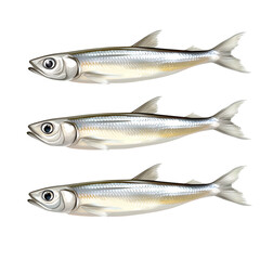 Three realistic illustrations of silver fish arranged in a row on a white background, showcasing details of their bodies and fins