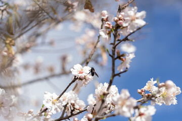 Obraz premium Beautiful almond tree branch covered with soft pink blossoms against blue sky. Selective focus and soft focus highlight spring freshness, nature harmony and seasonal life.