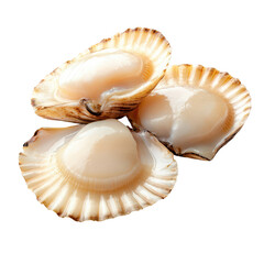 Fresh, raw scallops in half shells arranged on a white background, highlighting their smooth texture and natural colors