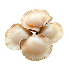 Fresh scallops displayed on a white background showcasing their smooth texture and natural coloration for culinary purposes