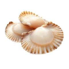 Fresh scallops displayed on a white background, showcasing their natural sheen and ridged shells, perfect for culinary inspiration