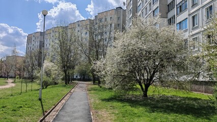There are houses and a grassy lawn with an asphalt footpath and lampposts on the city street. Various trees grow nearby and the fruit trees have already bloomed with white flowers Sunny spring weather © Balser