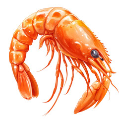 Detailed illustration of a vibrant orange shrimp on a white background showcasing its intricate features and textures
